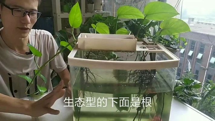 大圓魚缸適合養水培植物嗎