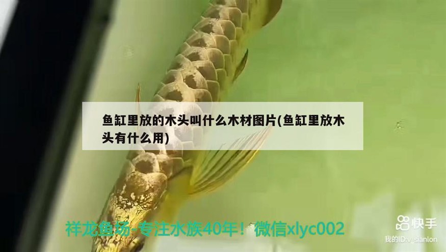 魚(yú)缸里放的木頭叫什么木材圖片(魚(yú)缸里放木頭有什么用)