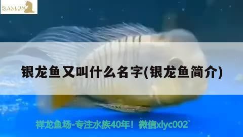 銀龍魚又叫什么名字(銀龍魚簡介)