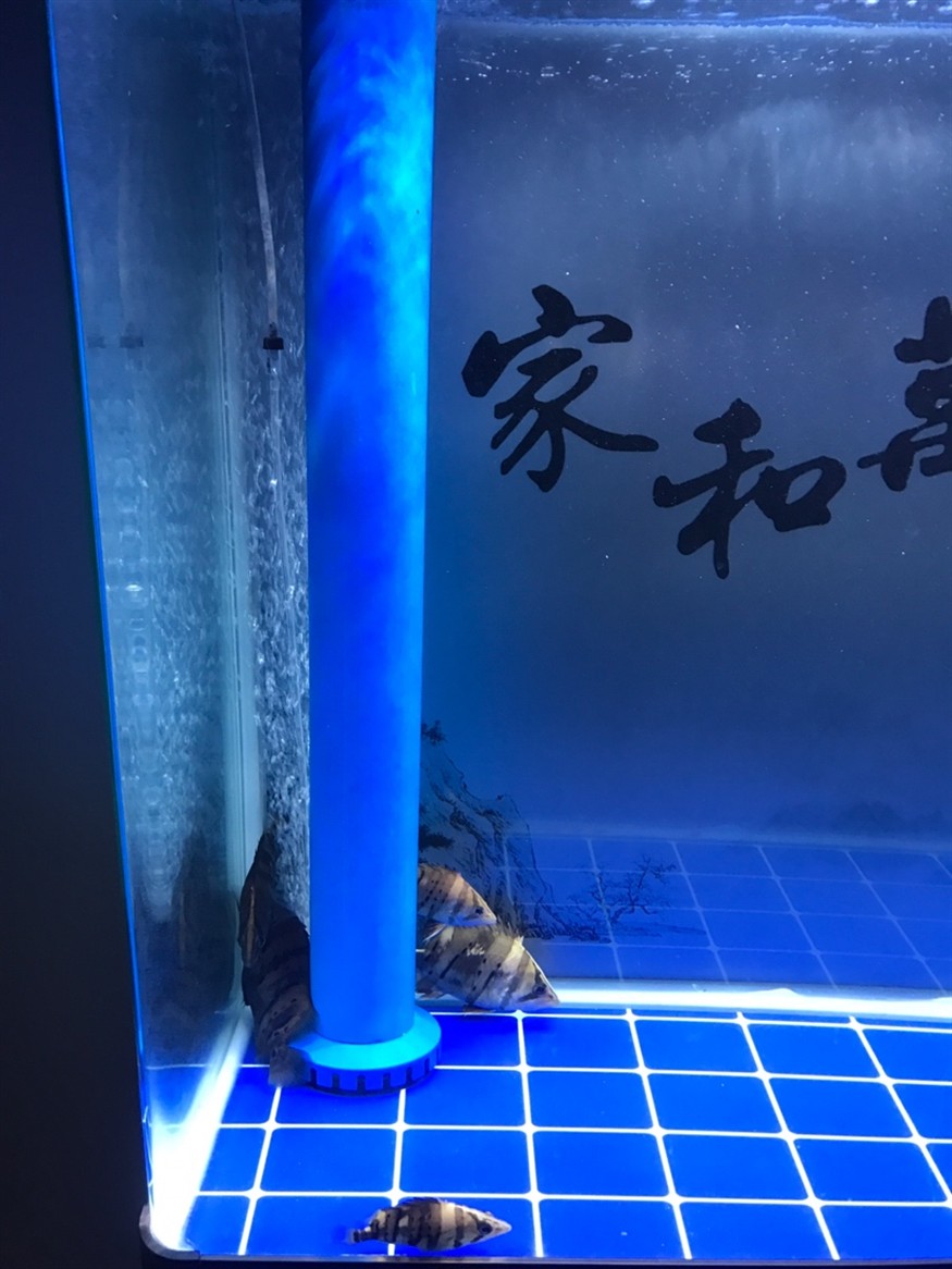 虎魚這樣有用嗎？