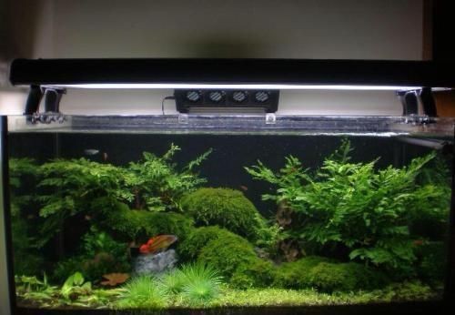 贛州市章貢區陽光地帶生態水族家飾店(贛州市章貢區陽光地帶生態水族家飾店電話) 全國水族館企業名錄 第1張 贛州市章貢區陽光地帶生態水族家飾店(贛州市章貢區陽光地帶生態水族家飾店電話) 贛州市章貢區陽光地帶生態水族家飾店(贛州市章貢區陽光地帶生態水族家飾店電話) 全國水族館企業名錄 第1張