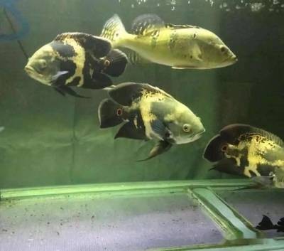 ?？h衛溪辦事處永梅水族館（浚縣衛溪辦事處永梅水族館電話）