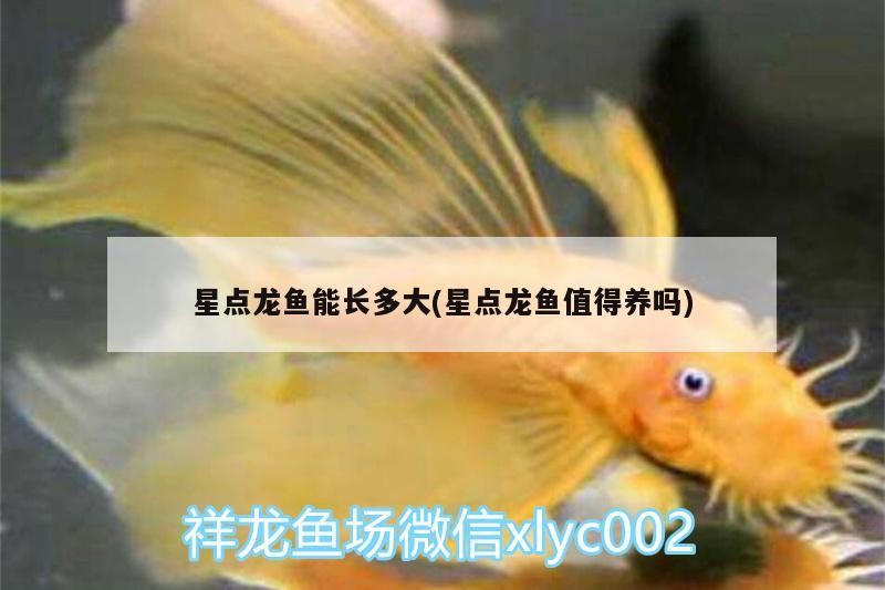 星點(diǎn)龍魚(yú)能長(zhǎng)多大(星點(diǎn)龍魚(yú)值得養(yǎng)嗎)