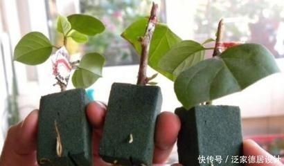 拆魚缸：拆魚缸基本步驟和技巧