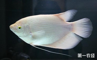 養(yǎng)6角龍魚要多大空間