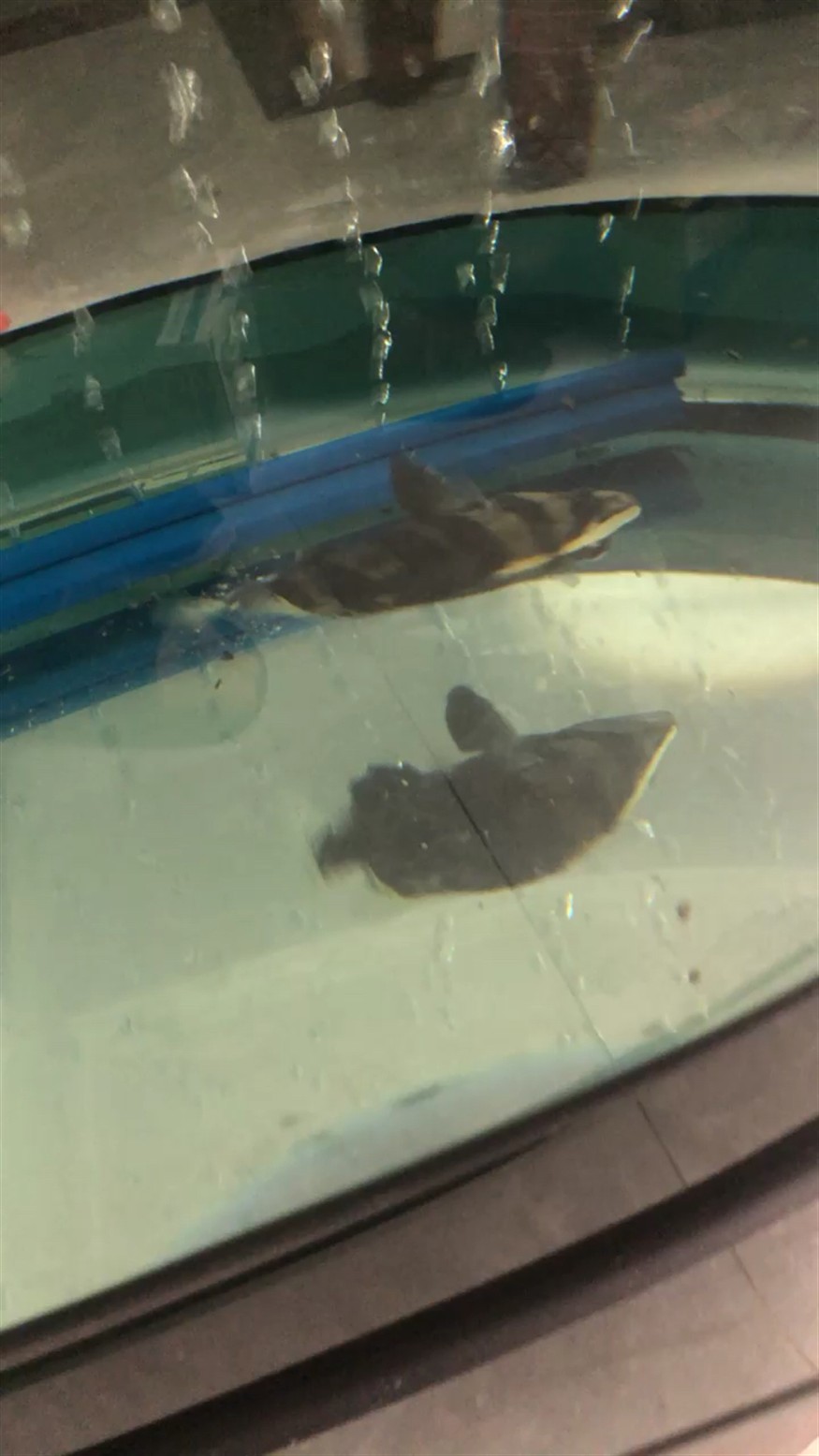 虎魚轉