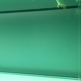有些空過幾天再加條虎魚
