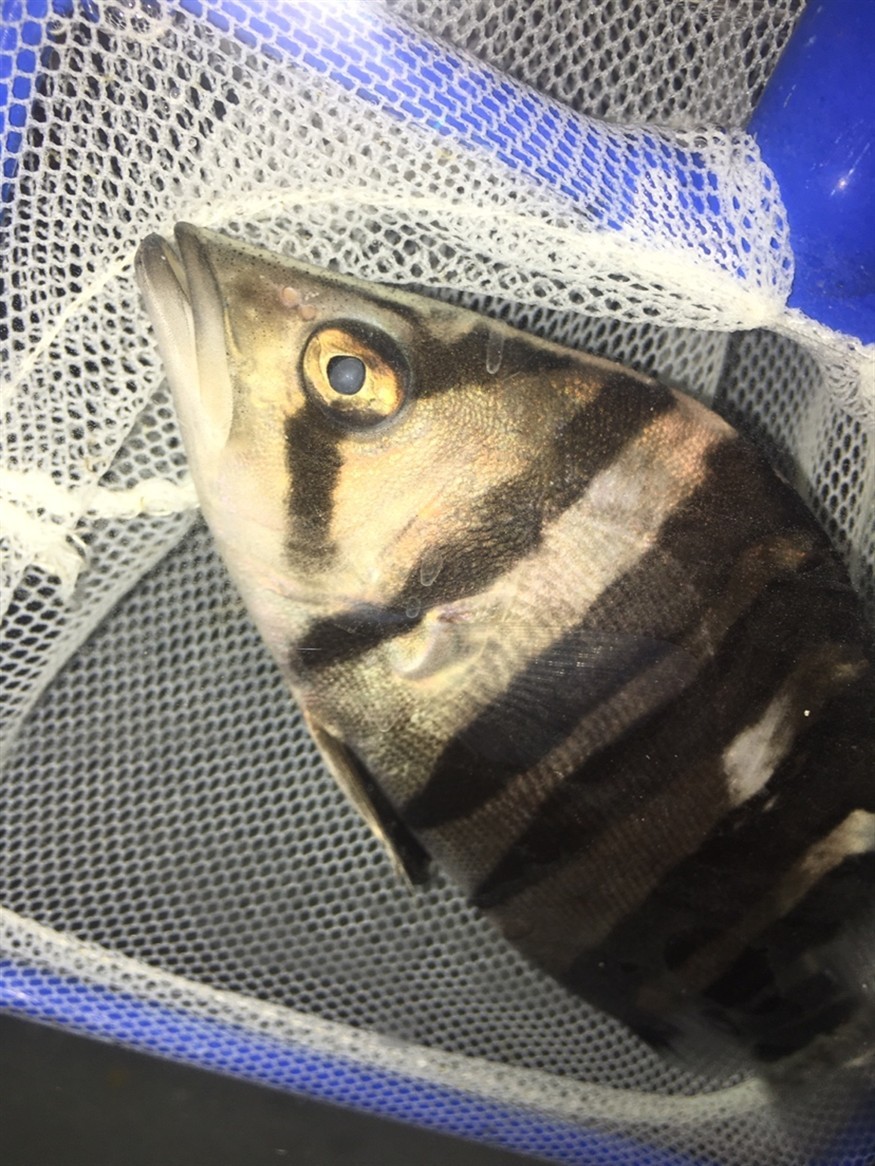 這條虎魚內蒙能救嗎？