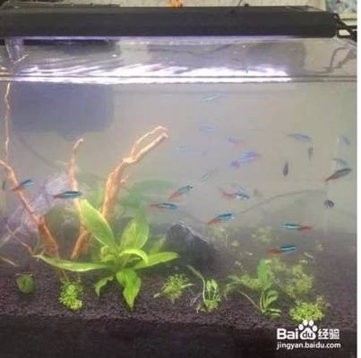 西安市碑林區孟展水族館（西安市碑林區孟展水族館地址）