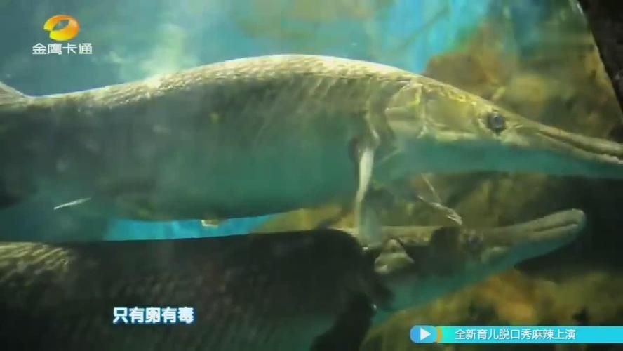巨骨舌魚鱷雀鱔龍魚，巨骨舌魚和鱷雀鱔龍魚的特點和習性和習性和習性特點