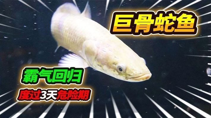 巨骨舌魚鱷雀鱔龍魚，巨骨舌魚和鱷雀鱔龍魚的特點和習性和習性和習性特點