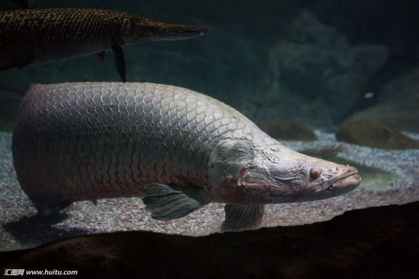 巨骨舌魚鱷雀鱔龍魚，巨骨舌魚和鱷雀鱔龍魚的特點和習性和習性和習性特點