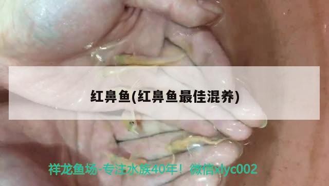 紅鼻魚(yú)(紅鼻魚(yú)最佳混養(yǎng))