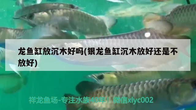 龍魚缸放沉木好嗎(銀龍魚缸沉木放好還是不放好)