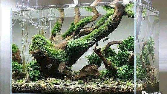 財神魚魚缸造景：財神魚魚缸造景的注意事項
