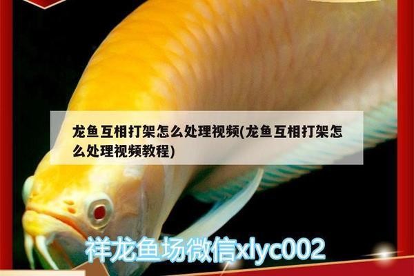 紅龍魚怎么養好活一點（紅龍魚怎么養好活一點呢）