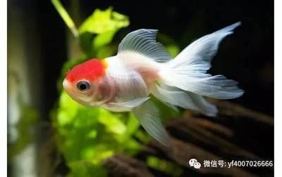 印尼紅龍魚價格