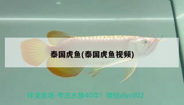 泰國虎魚(泰國虎魚視頻)