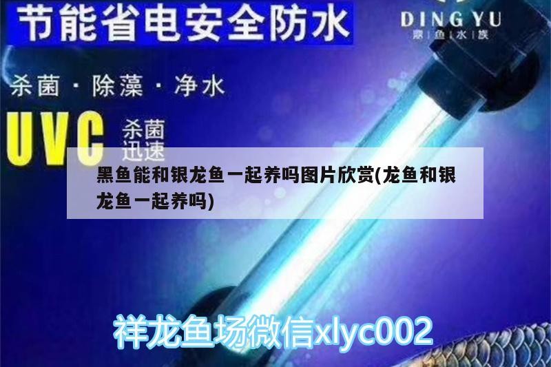 黑魚能和銀龍魚一起養(yǎng)嗎圖片欣賞(龍魚和銀龍魚一起養(yǎng)嗎)