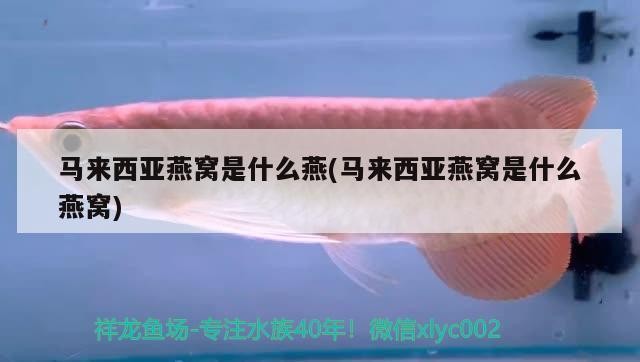 紅龍魚好養不（紅龍魚好養不好養）