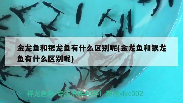 金龍魚和銀龍魚有什么區別呢(金龍魚和銀龍魚有什么區別呢)