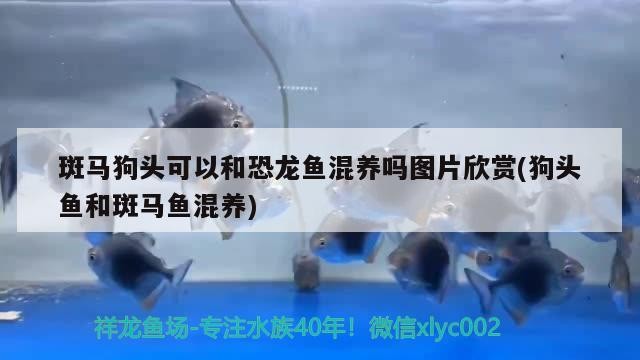 換完白底虎魚還是挺好看的 虎魚百科 第3張 換完白底虎魚還是挺好看的 換完白底虎魚還是挺好看的 虎魚百科 第3張