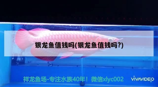 銀龍魚值錢嗎(銀龍魚值錢嗎?)