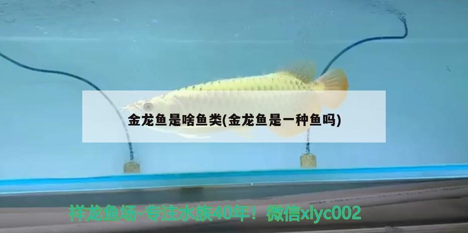 噴點珍珠虎魚能長多大：馬來西亞最貴的淡水魚