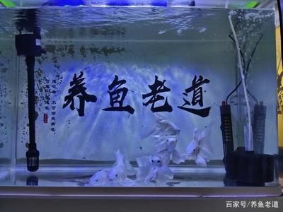 大魚水族魚缸怎么養活