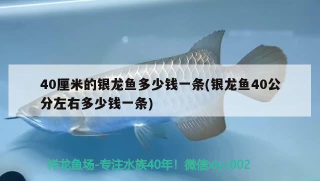 40厘米的銀龍魚多少錢一條(銀龍魚40公分左右多少錢一條)