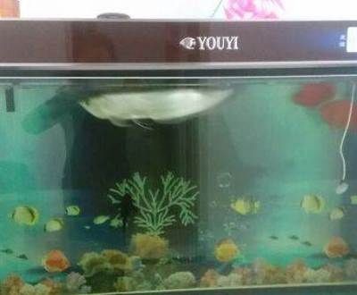 搬家時候魚缸怎么辦：搬家時魚缸搬運注意事項在搬家時需要注意以下幾點