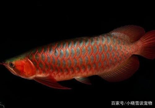 紅龍魚趴缸怎么辦視頻講解圖片（紅龍魚趴缸怎么辦視頻講解圖片大全）