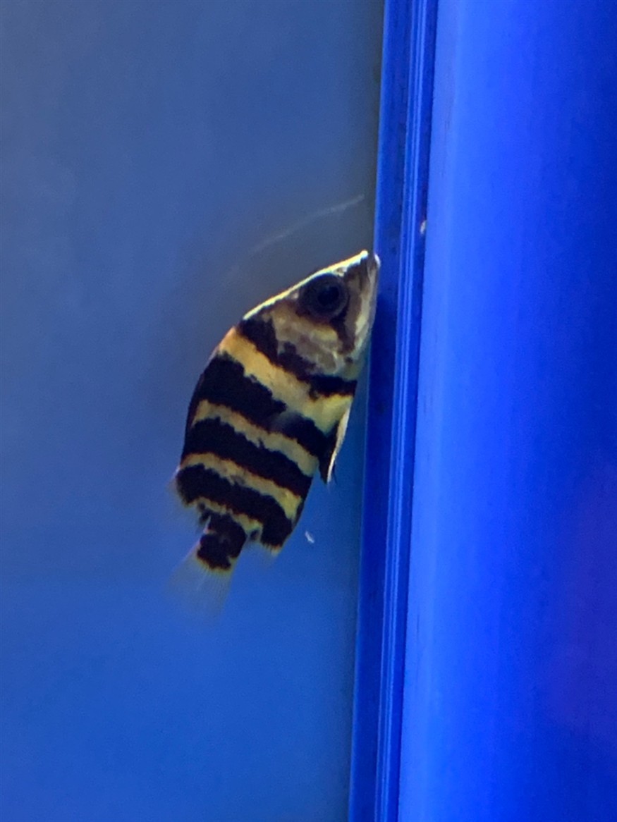 虎魚瘦了不吃東西怎么情況