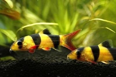 紅龍魚狀態(tài)不好怎么辦（紅龍魚狀態(tài)不好怎么辦呢）