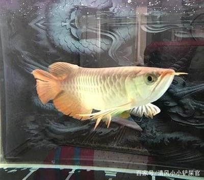 龍魚為什么要單養還是混養呢