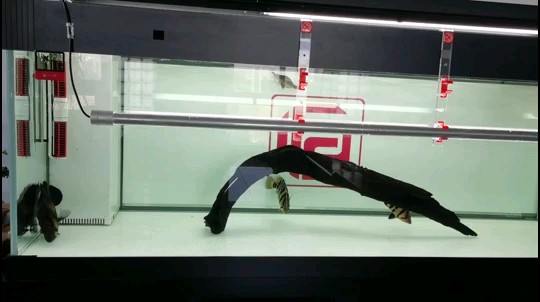 四條虎魚各顯神通龍魚褪色嚴重 四條虎魚各顯神通龍魚褪色嚴重 虎魚百科 第1張