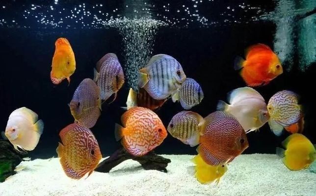 秭歸縣魚來運轉水族館