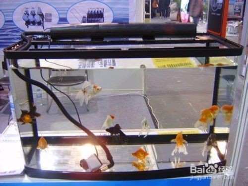 大魚缸換水需要困水嗎：大魚缸換水是否需要困水，大魚缸換水的快速除氯的方法