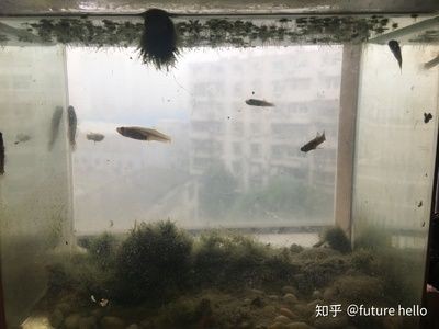 超小型魚缸能養(yǎng)什么魚：小魚缸養(yǎng)魚注意事項