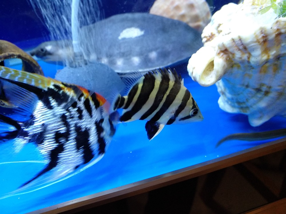 今天虎魚的狀態都可以