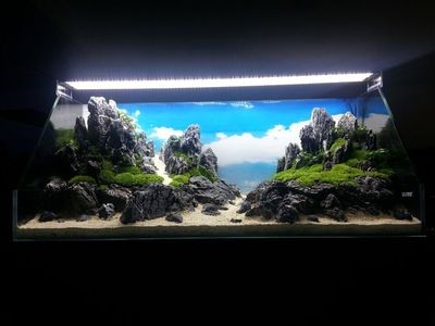 成品魚缸適合造什么景觀：成品缸養(yǎng)魚的注意事項(xiàng)
