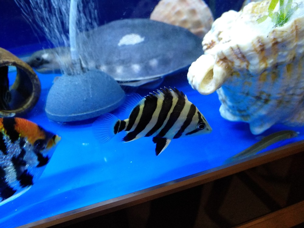今天虎魚的狀態都可以