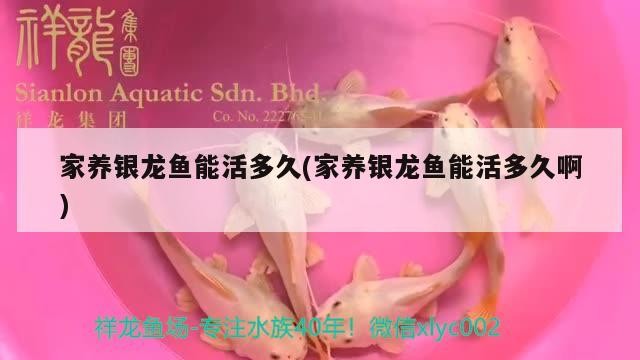家養(yǎng)銀龍魚能活多久(家養(yǎng)銀龍魚能活多久啊)