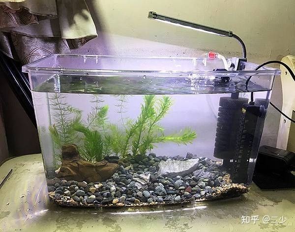 打造魚缸生態圈的方法：如何打造一個大型的魚缸生態圈