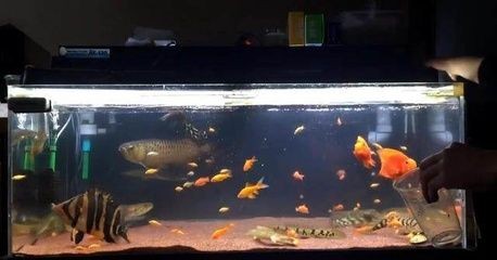 大魚缸的價格多少少錢一盆魚：大魚缸價格因材質、尺寸、品牌等因素有所不同而有所不同