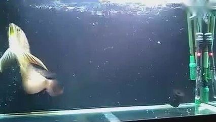 龍魚跳缸死亡預(yù)示著什么意思 龍魚百科 第1張 龍魚跳缸死亡預(yù)示著什么意思 龍魚跳缸死亡預(yù)示著什么意思 龍魚百科 第1張