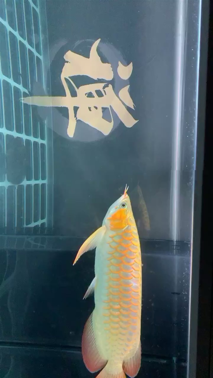 到家13個月的龍