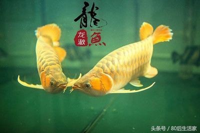 龍魚在風水中的作用與功效
