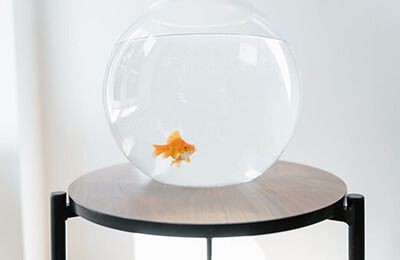 把墨水倒進(jìn)魚缸作文：“把墨水倒進(jìn)魚缸”的作文示例：一個(gè)不少于300字的作文示例