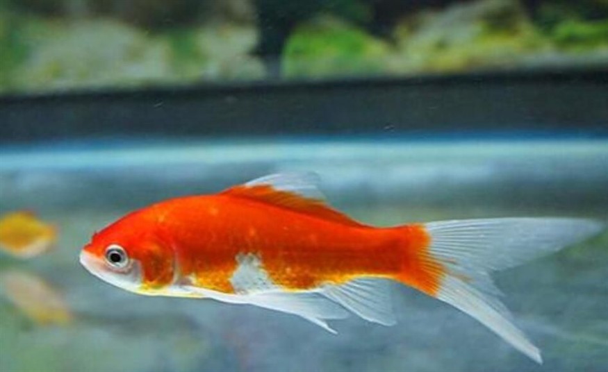 把墨水倒進魚缸作文：“把墨水倒進魚缸”的作文示例：一個不少于300字的作文示例